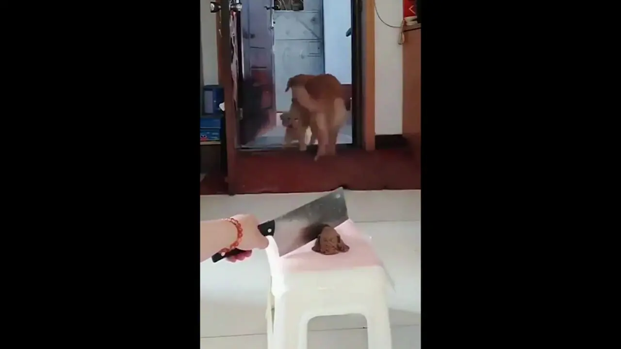 فیلم/ اقدام زشت یک زن با سگ مادر و بچه اش / تفریح ناپسند و ....