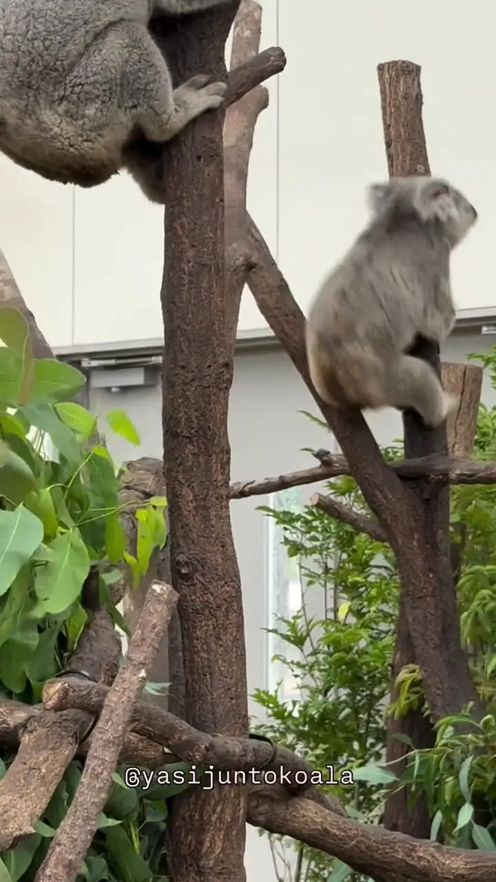 فیلم درگیری شدید بین کوالا ها