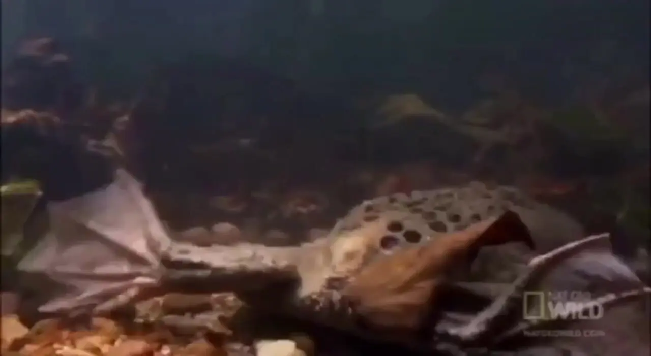 فیلم لحظه دیدنی زنده زایی قورباغه از کمر