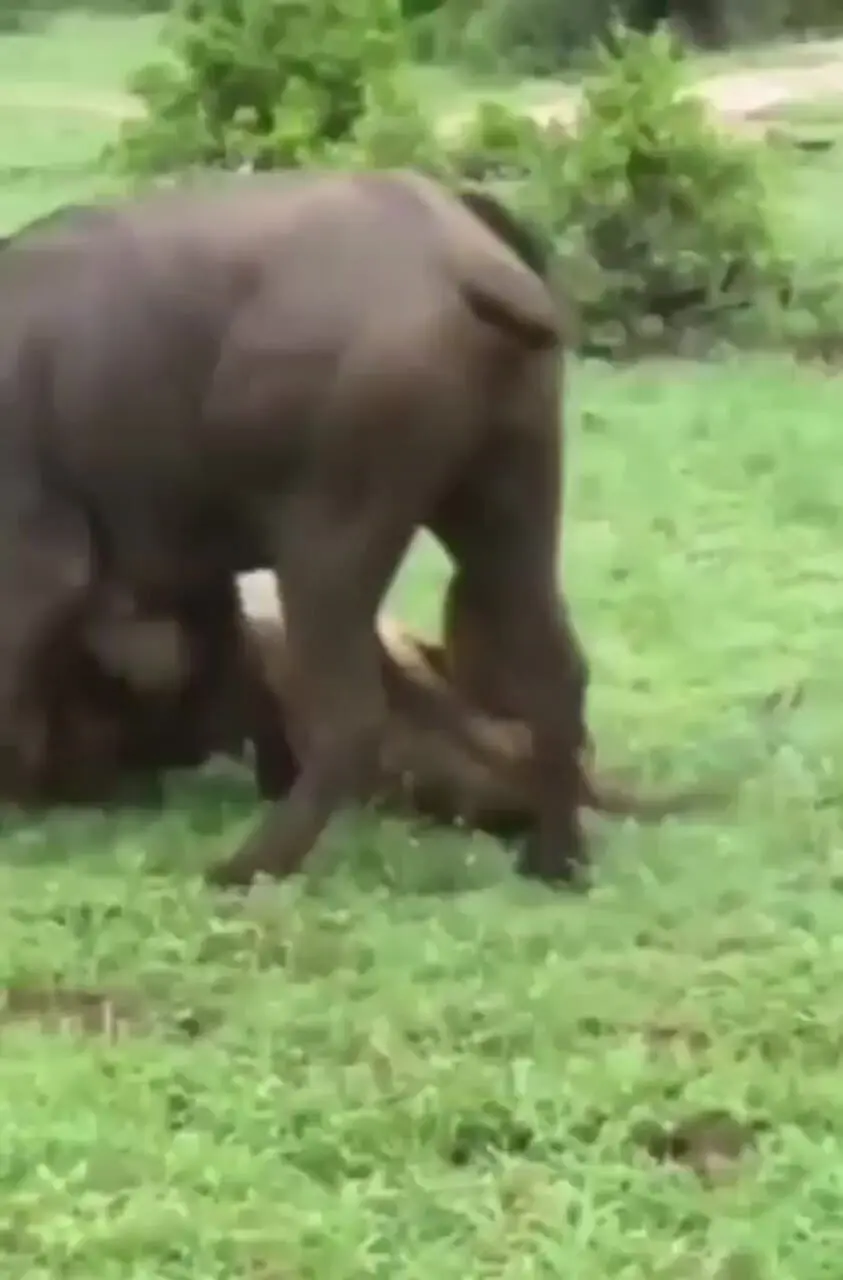 فیلم حمله مرگبار شیر نر به گاومیش