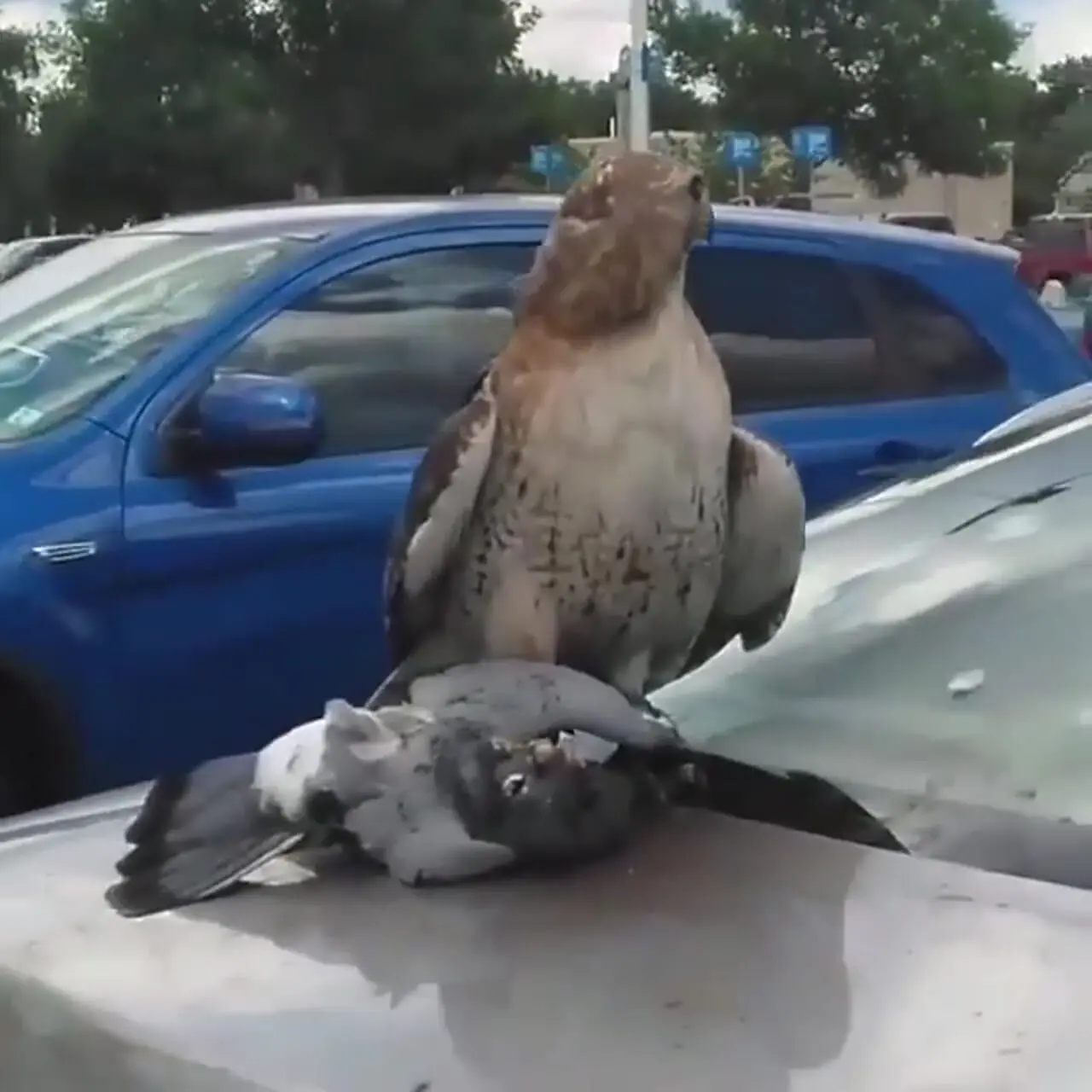 شکار حیرت‌انگیز شاهین در فضای شهری؛ ویدیویی که وایرال شد + فیلم