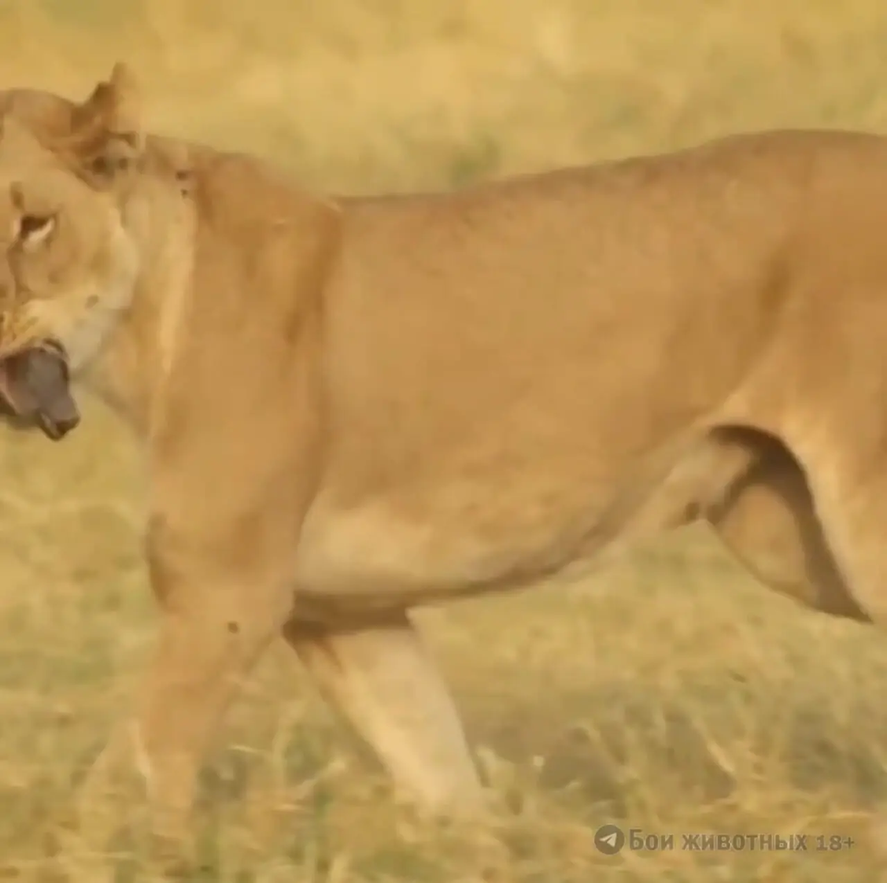 فیلم پایان تلخ بچه گراز در چنگال شیر