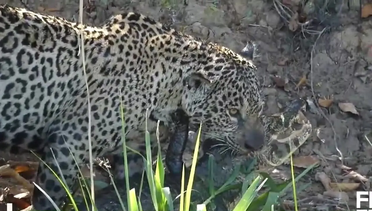 صحنه‌ای شگفت‌انگیز از حیات‌وحش؛ شکار تمساح توسط جگوار + فیلم
