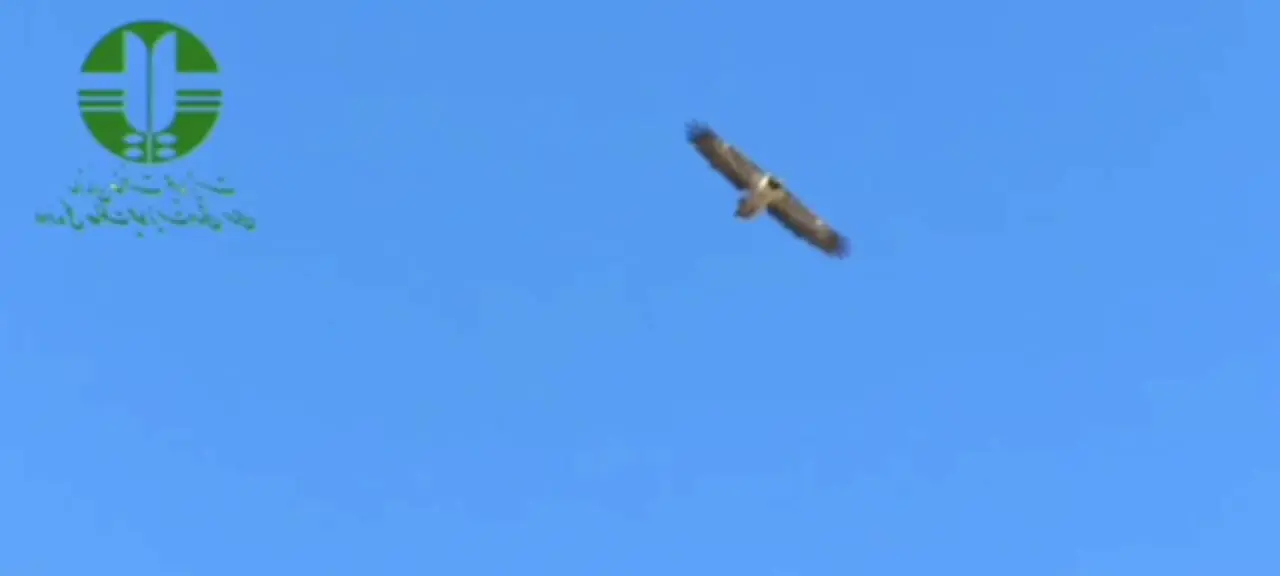 فیلم مشاهده دو هما در آسمان پارک ملی صیدوا