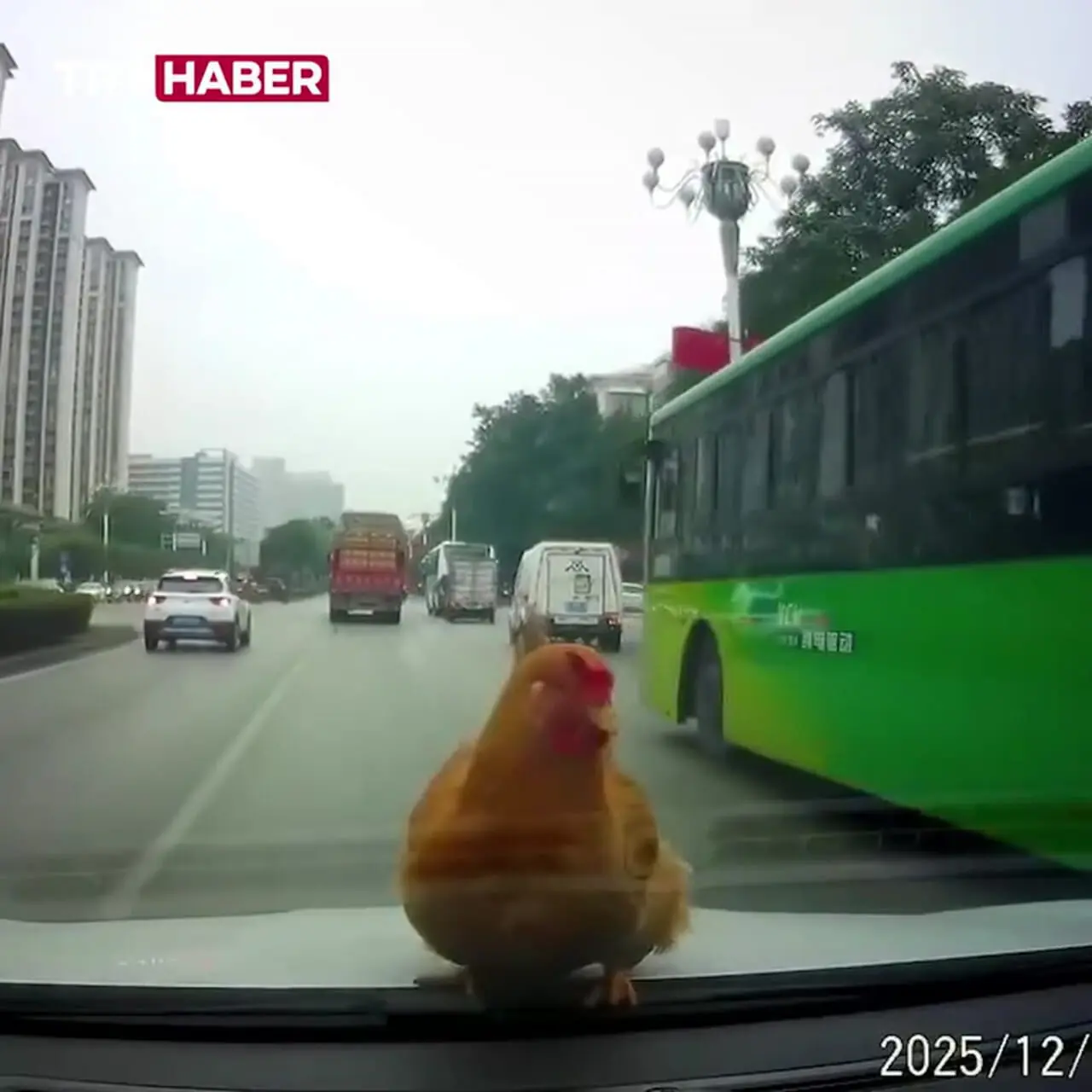 فیلم لحظه شگفت انگیز فرود مرغ روی ماشین