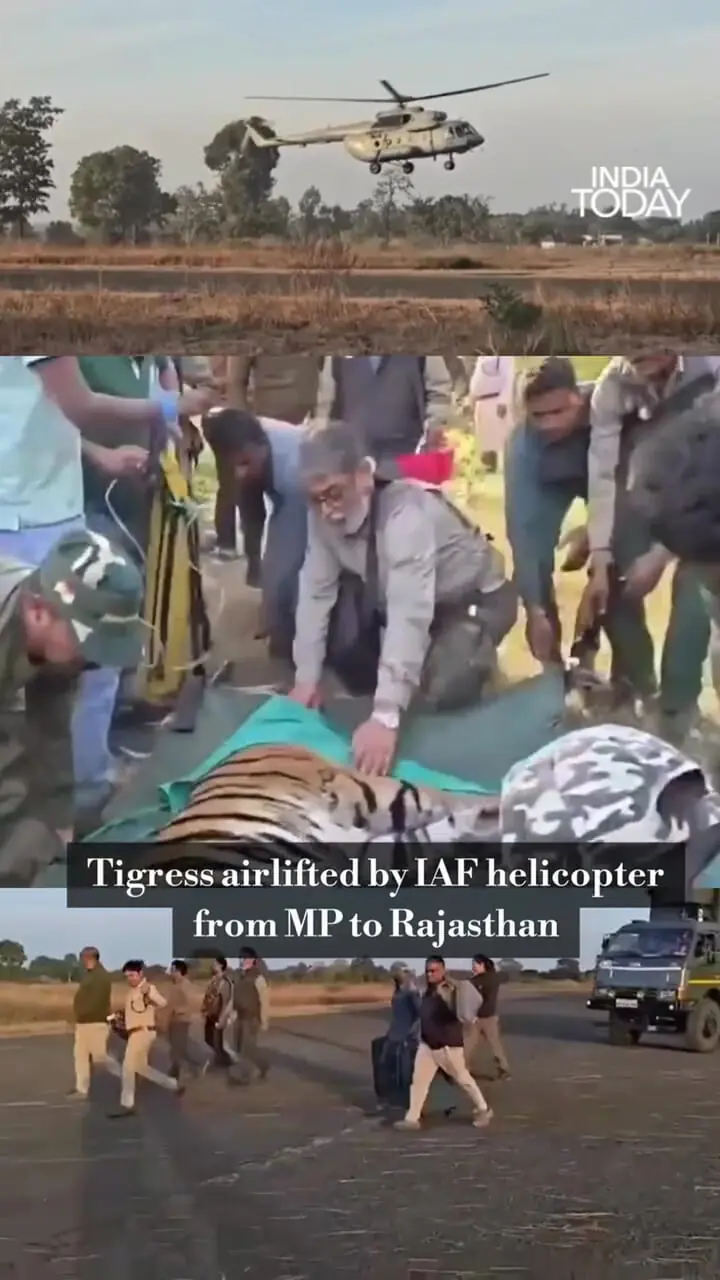 فیلم اقدام بی‌سابقه برای جابجایی ببر در هند