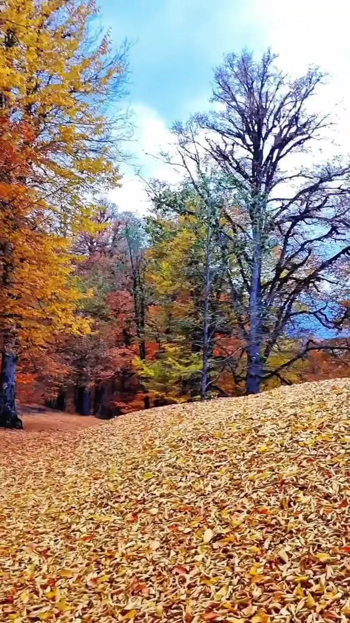 فیلم راه رفتن روی فرش برگ های خشک جنگل مازندران
