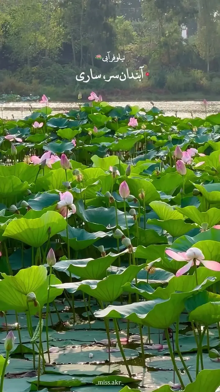 فیلم زیبایی نیلوفر های آبی ساری