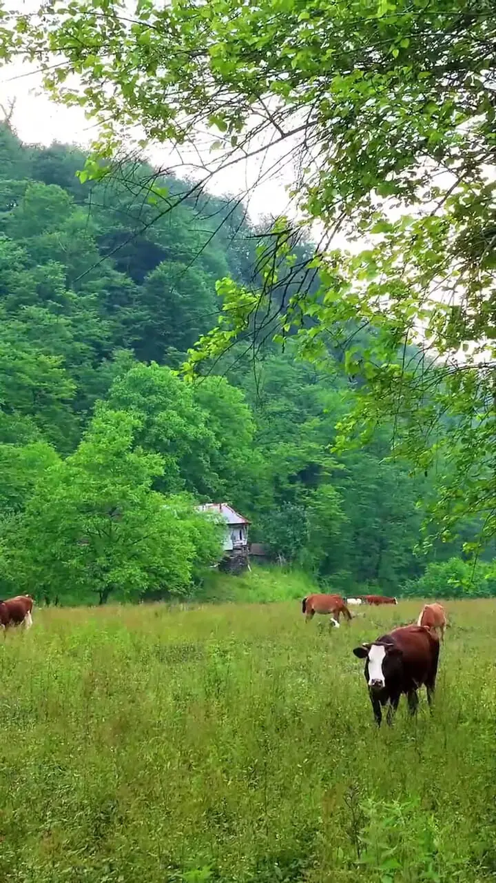 فیلم چریدن گاوها در سوادکوه گالشکلا