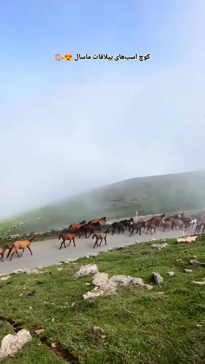 فیلم کوچ اسب های وحشی در اولسبلنگاه