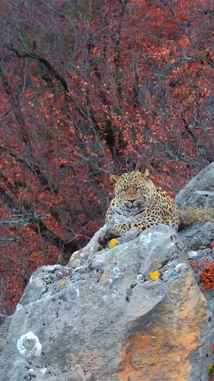 فیلم زیبایی شکوهمند پلنگ ایرانی در کیاسر