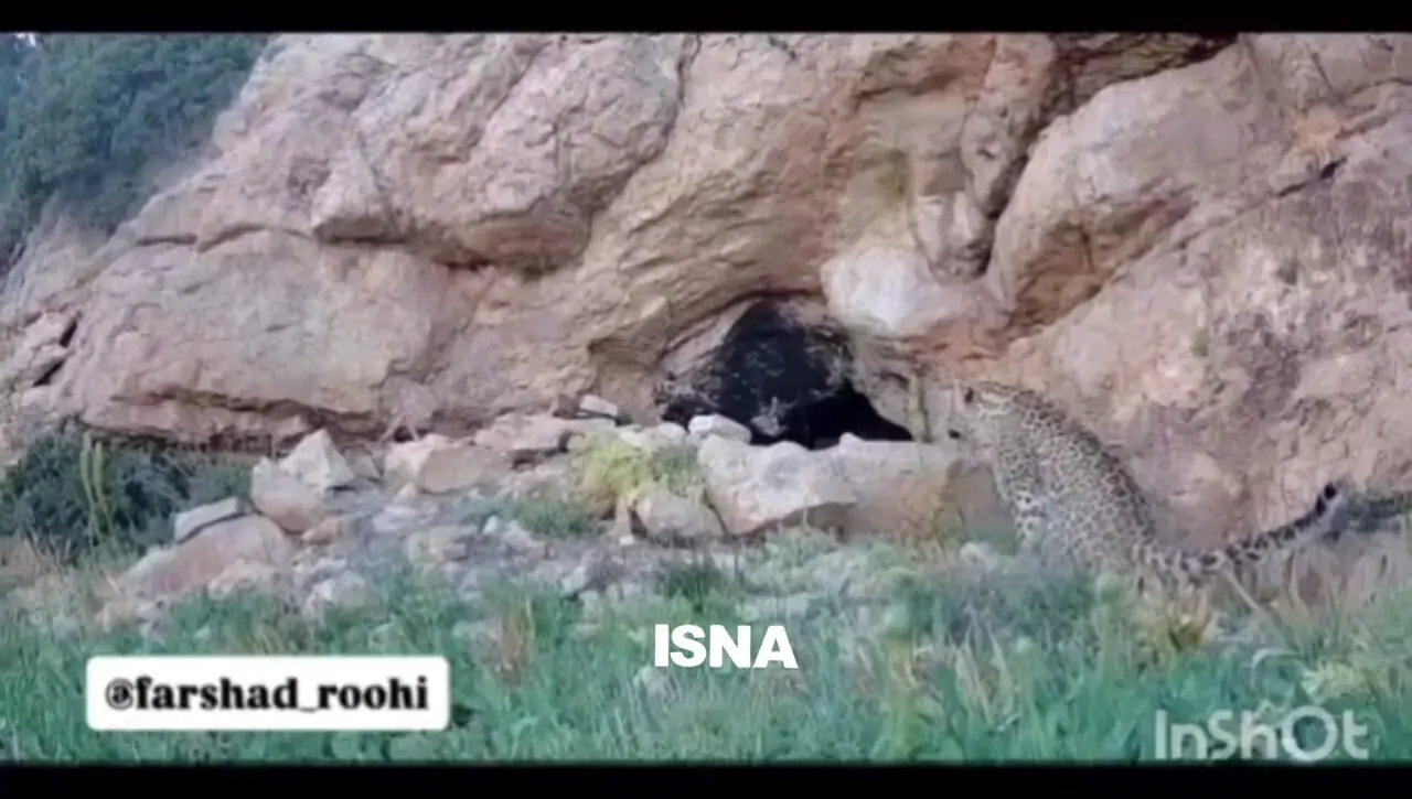 ثبت تصویر نادر از پلنگ ایرانی در قلب پارک ملی صیدوا + فیلم