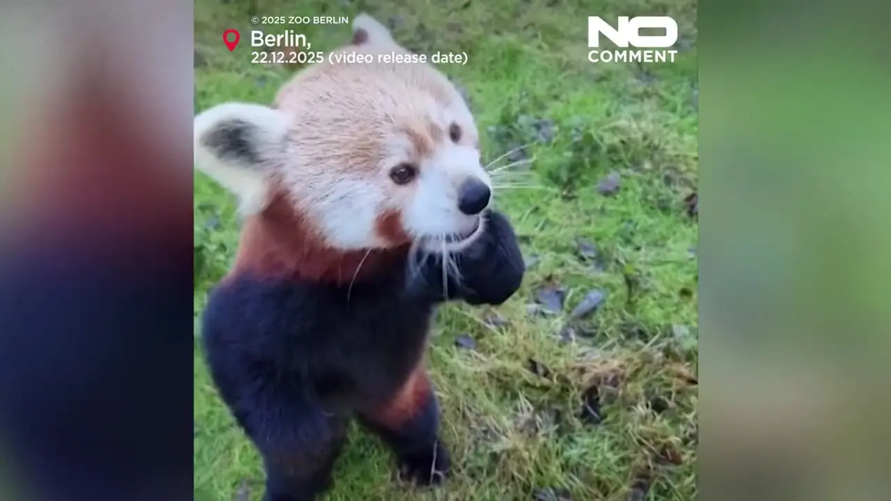 فیلم شادی حیوانات باغ وحش برلین برای خوراکی کریسمس