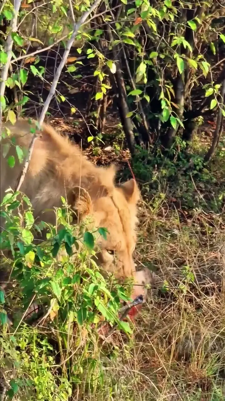 فیلم کشته شدن کفتار توسط شیر نر جوان