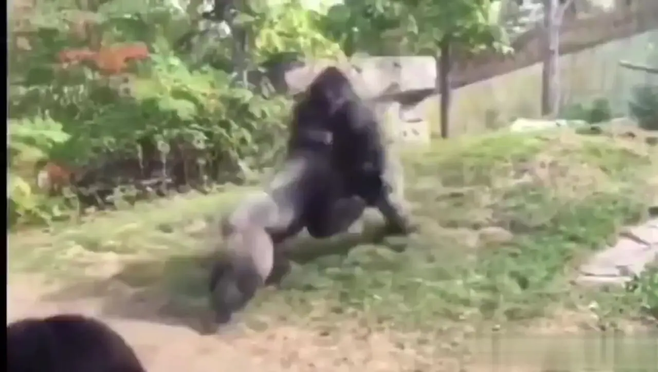 فیلم درگیری شدید دو گوریل در باغ وحش
