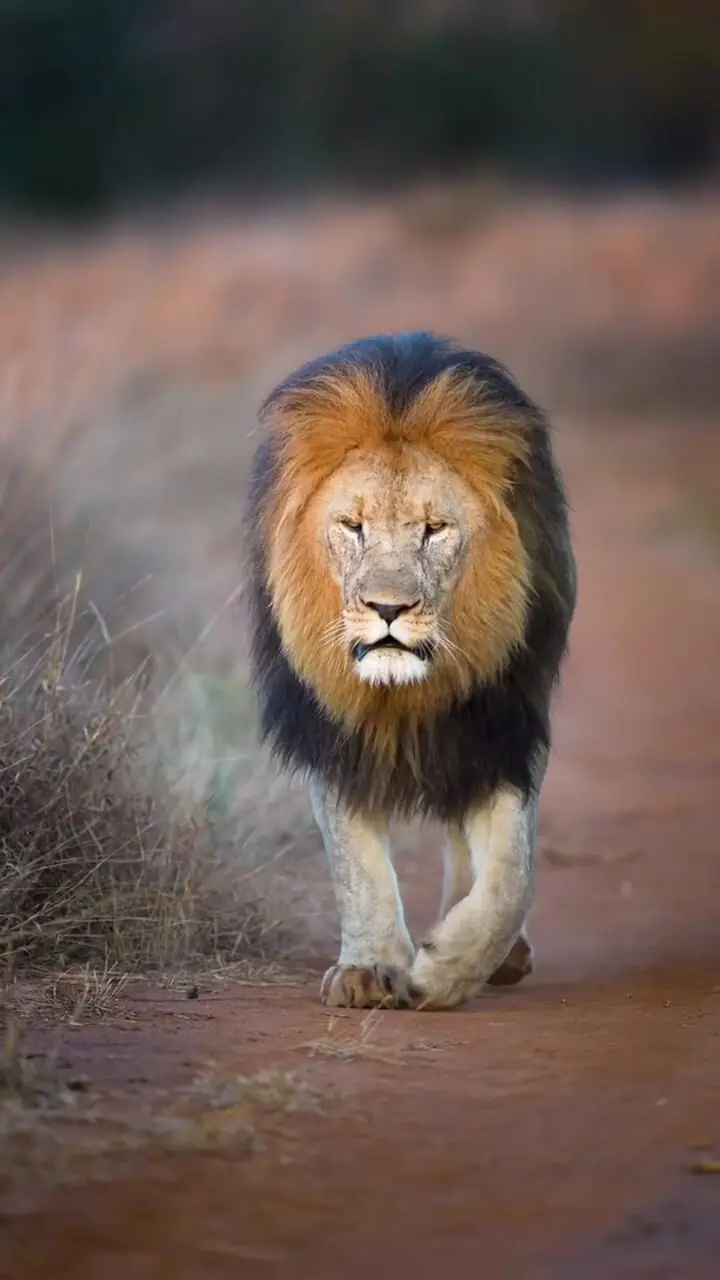 فیلم قدم های محکم شیر نر در حیات وحش