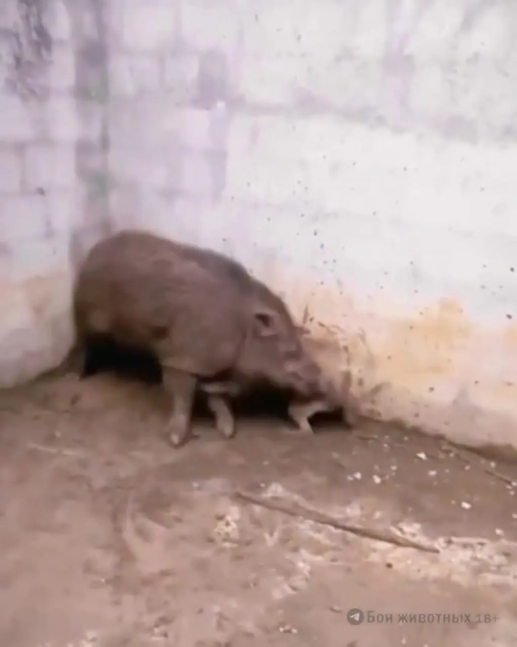 فیلم درگیری شدید سگ و گراز وحشی