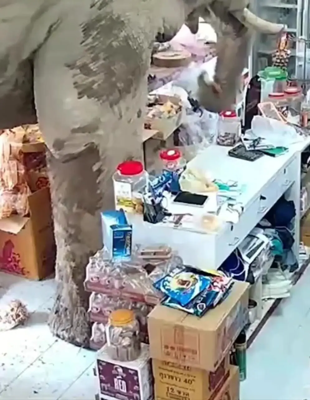 فیلم دزدی خونسردانه فیل از مغازه