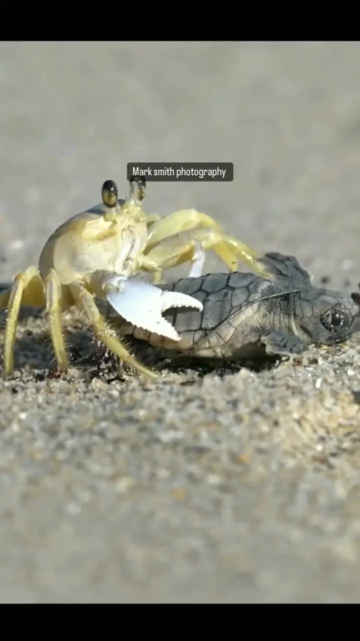 فیلم / خرچنگ درحال دزدیدن بچه لاک پشت