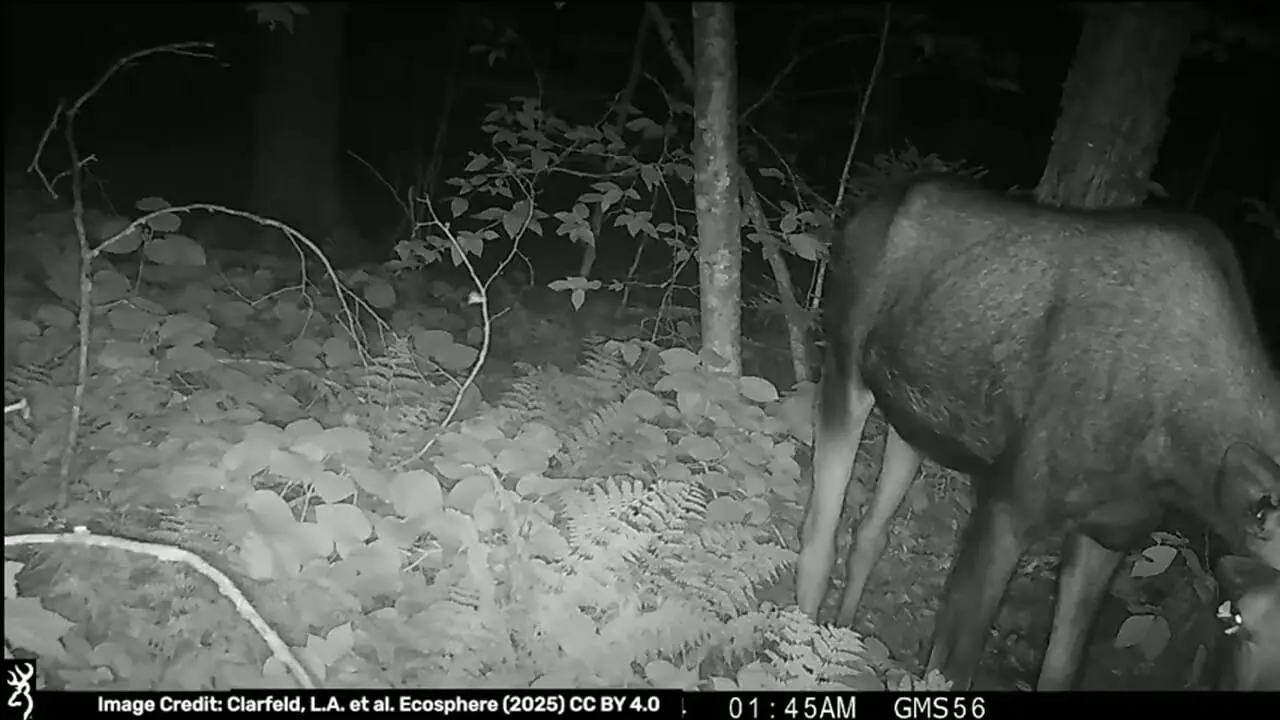 ثبت رفتار نادر پروانه‌ها در شمال آمریکا