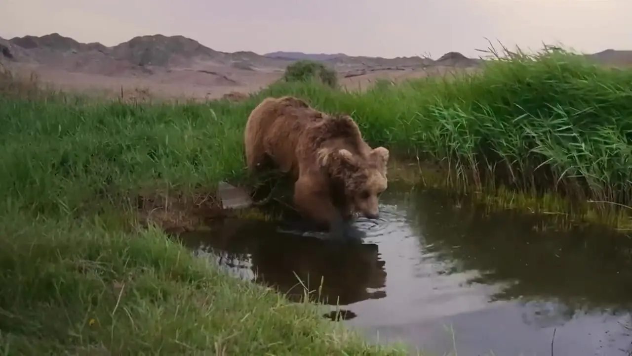 خرس گوبی پس از سال ها دیده شد
