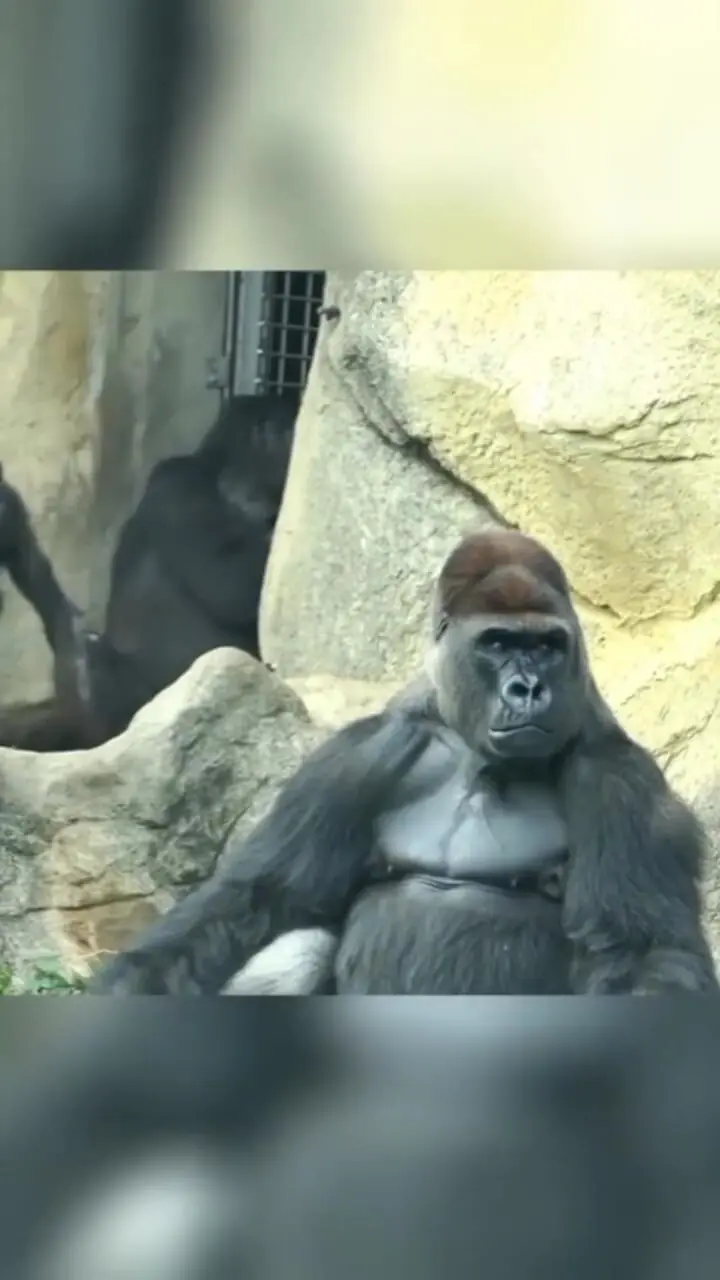 مادر؛ نماد بردباری و عشق بی‌پایان حتی در حیوانات  + فیلم