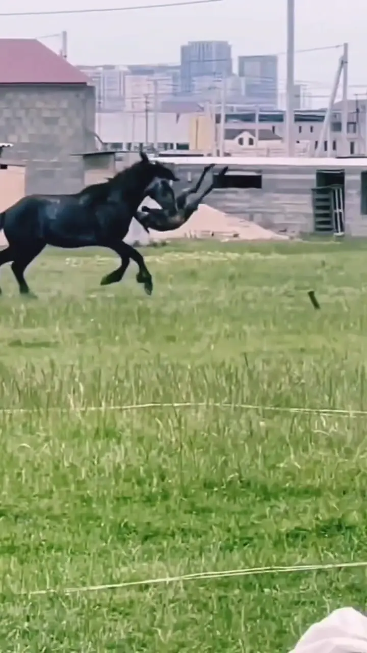 حمله اسب های بالغ به کره اسب  + فیلم