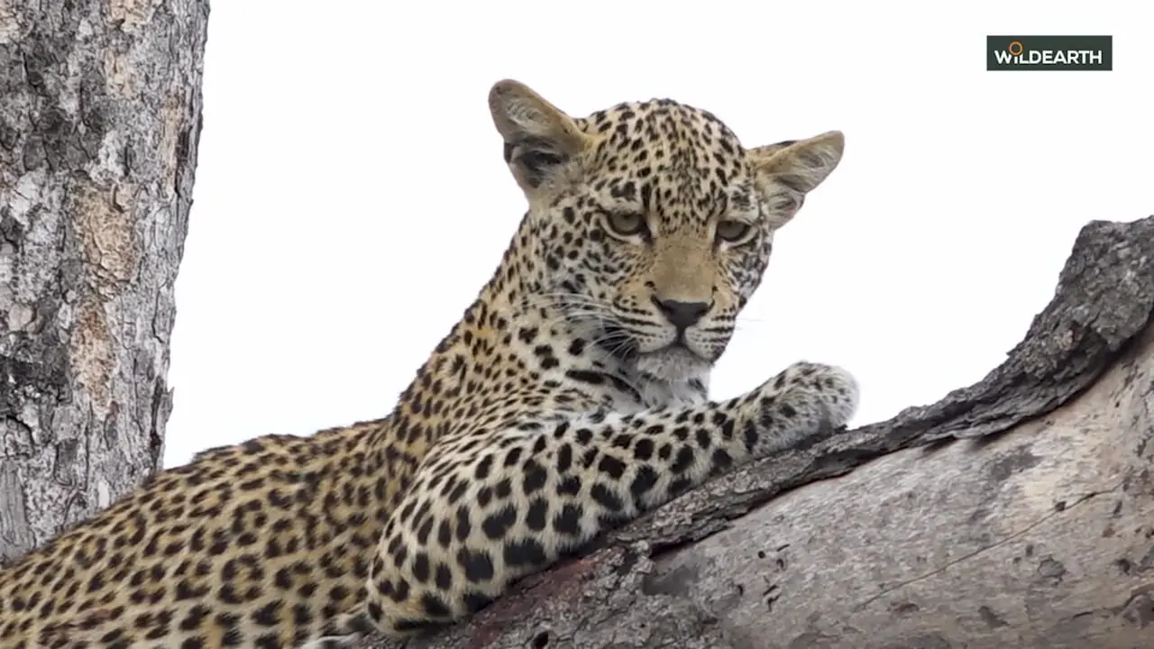 فیلم تجربه بی نظیر نزدیک شدن به پلنگ جوان