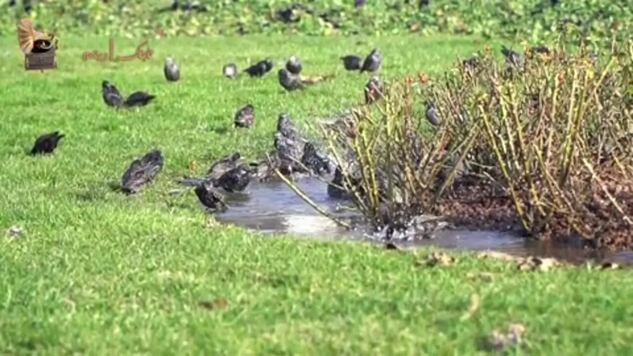 فیلم / آواز صبح است ساقیا با صدای بهشتی محمدرضا شجریان