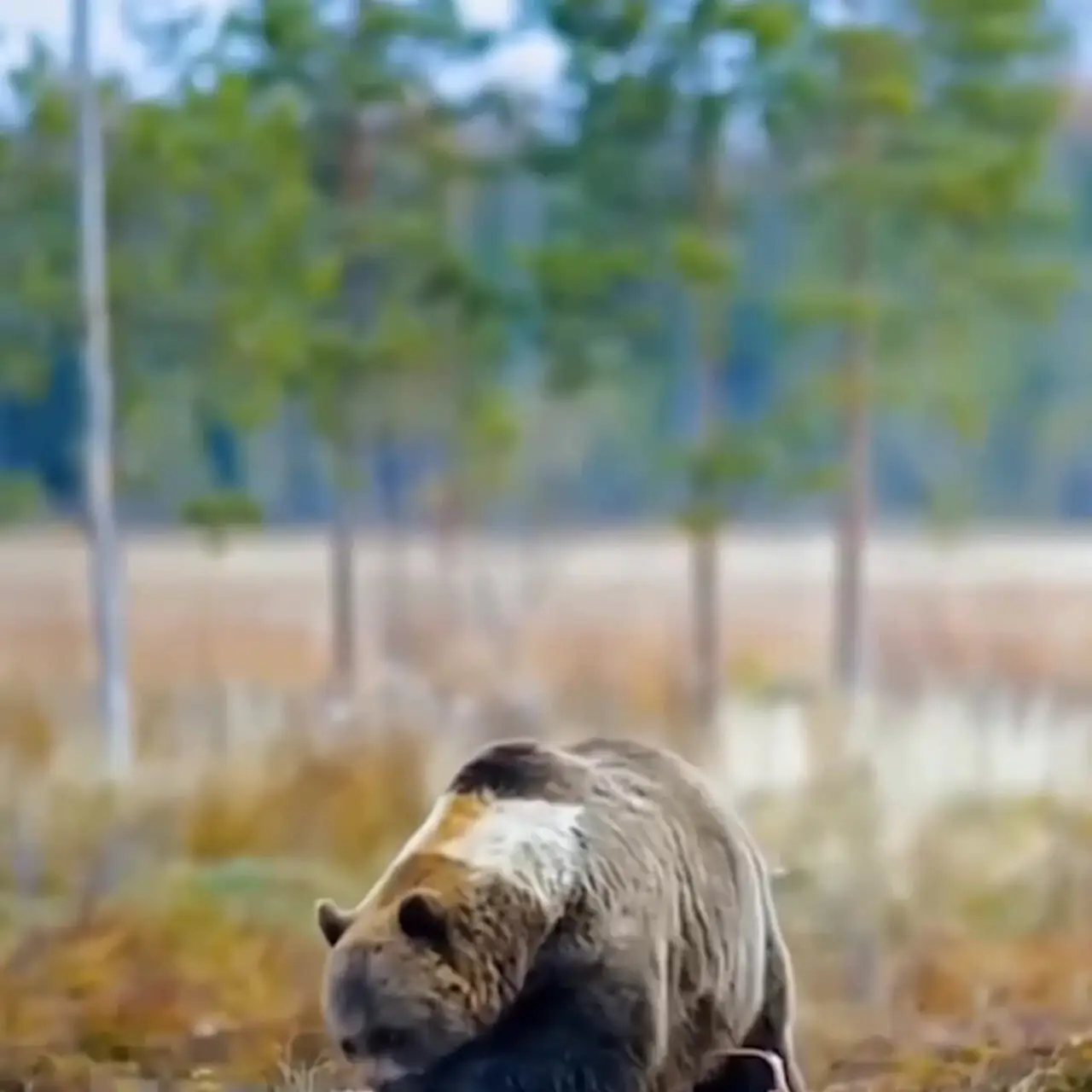 فیلم فرار خرس هنگام خوردن شکار از دست گرگ های خاکستری