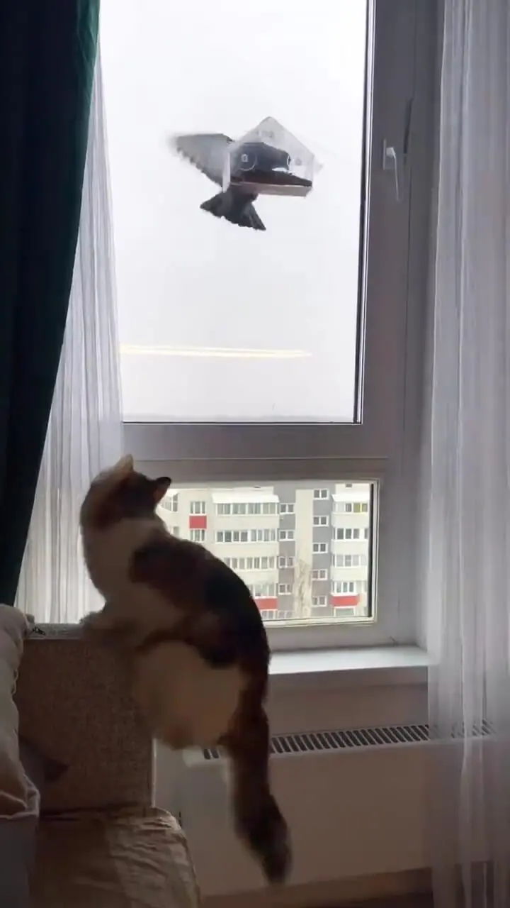 فیلم تلاش گربه برای شکار پرنده پشت شیشه خانه