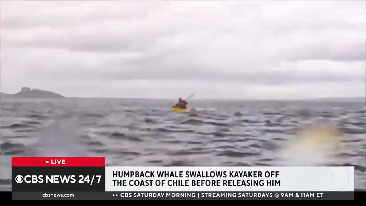 فیلم / آیا انسان تاکنون توسط نهنگ بلعیده شده است؟