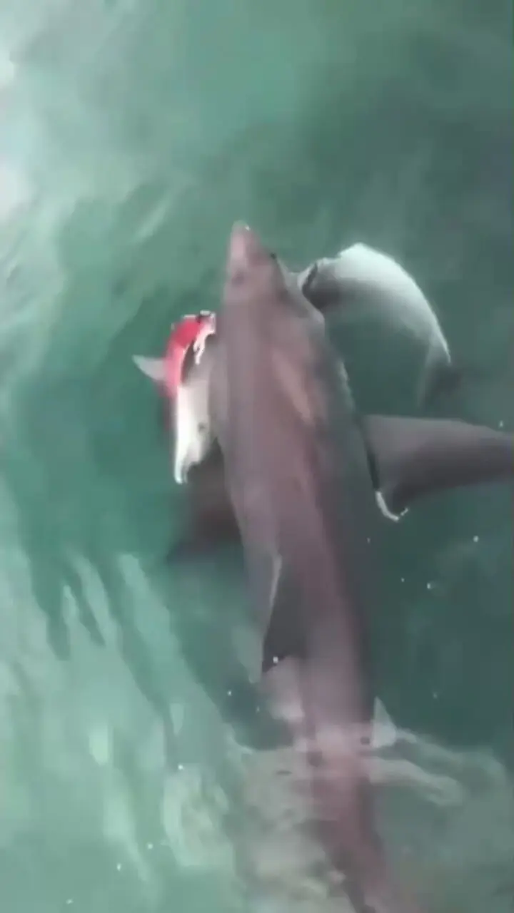 فیلم شکار دلفین توسط کوسه در دریا