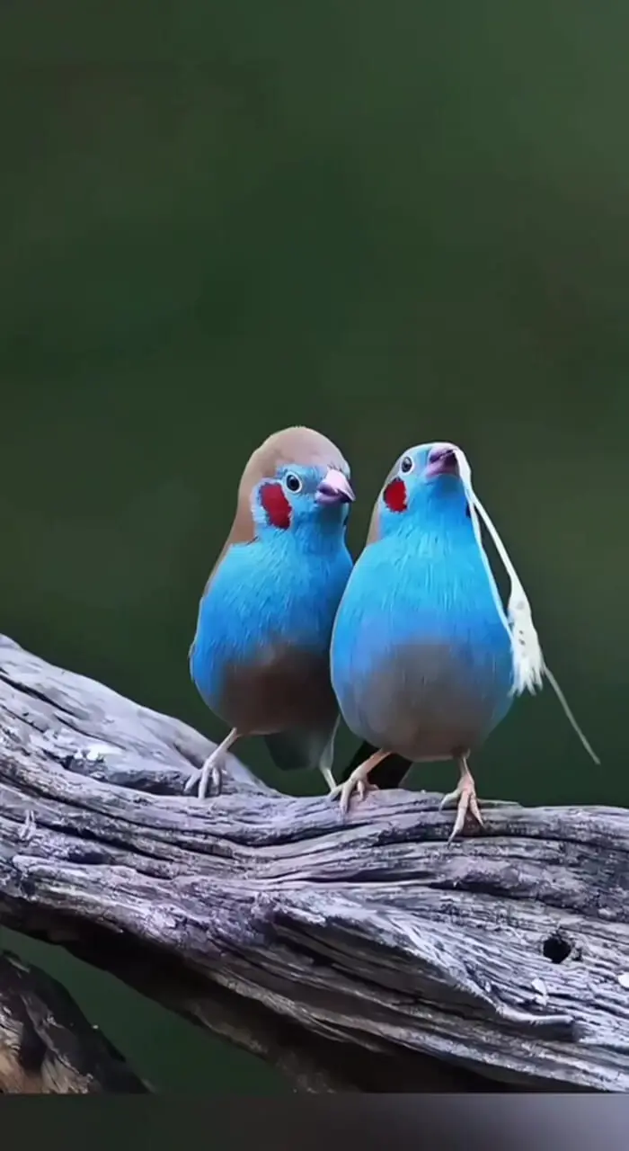 فیلم رقص جالب پرندگان کوچک