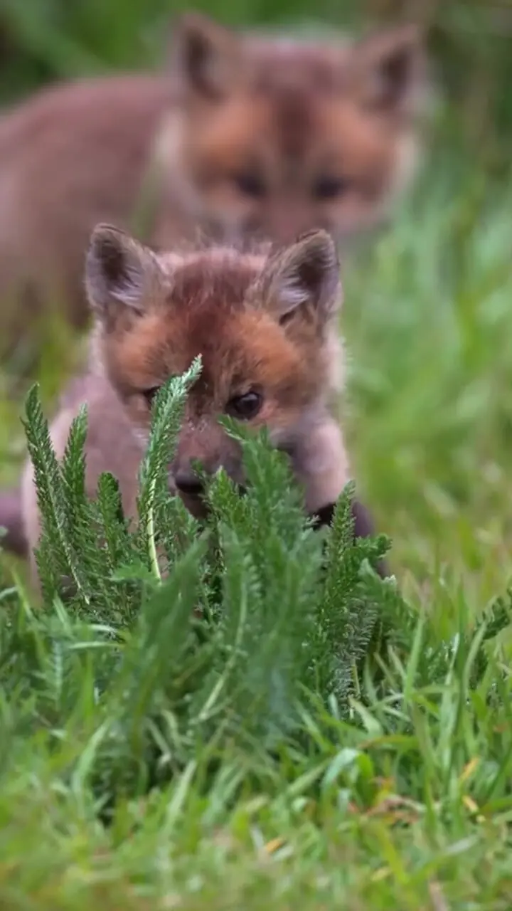 فیلم بازی و شیطنت بچه‌های روباه