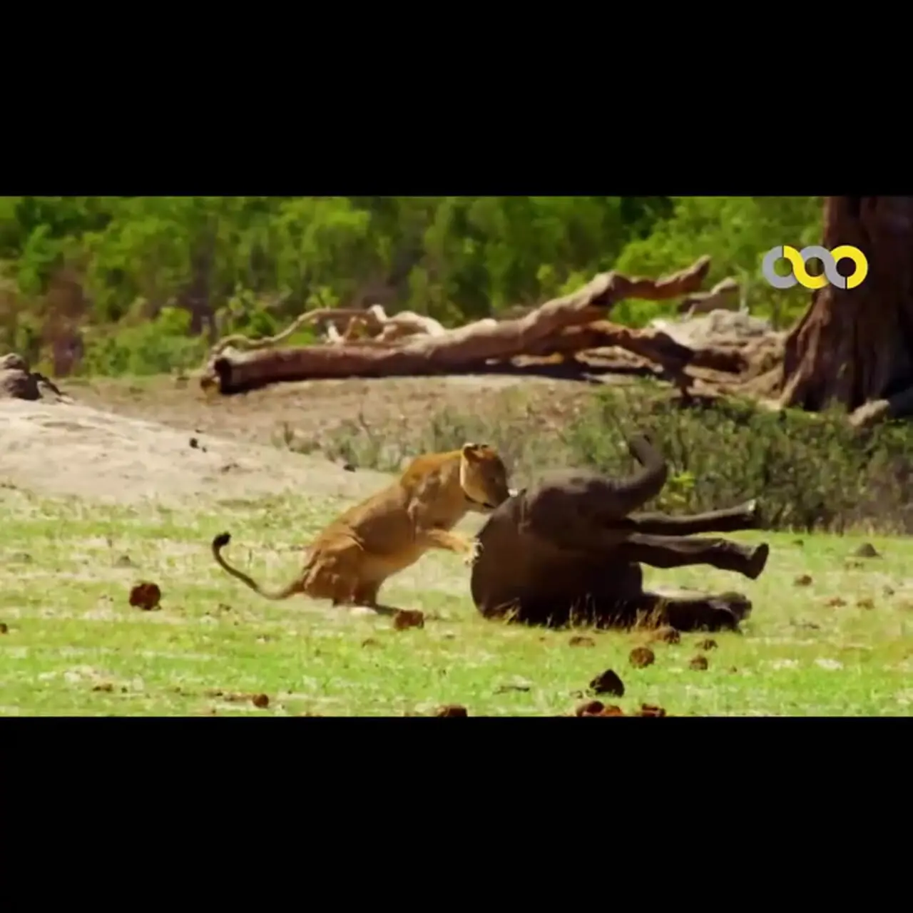 فیلم مستند زندگی شیرها و رفتارهای شکار و بچه داری