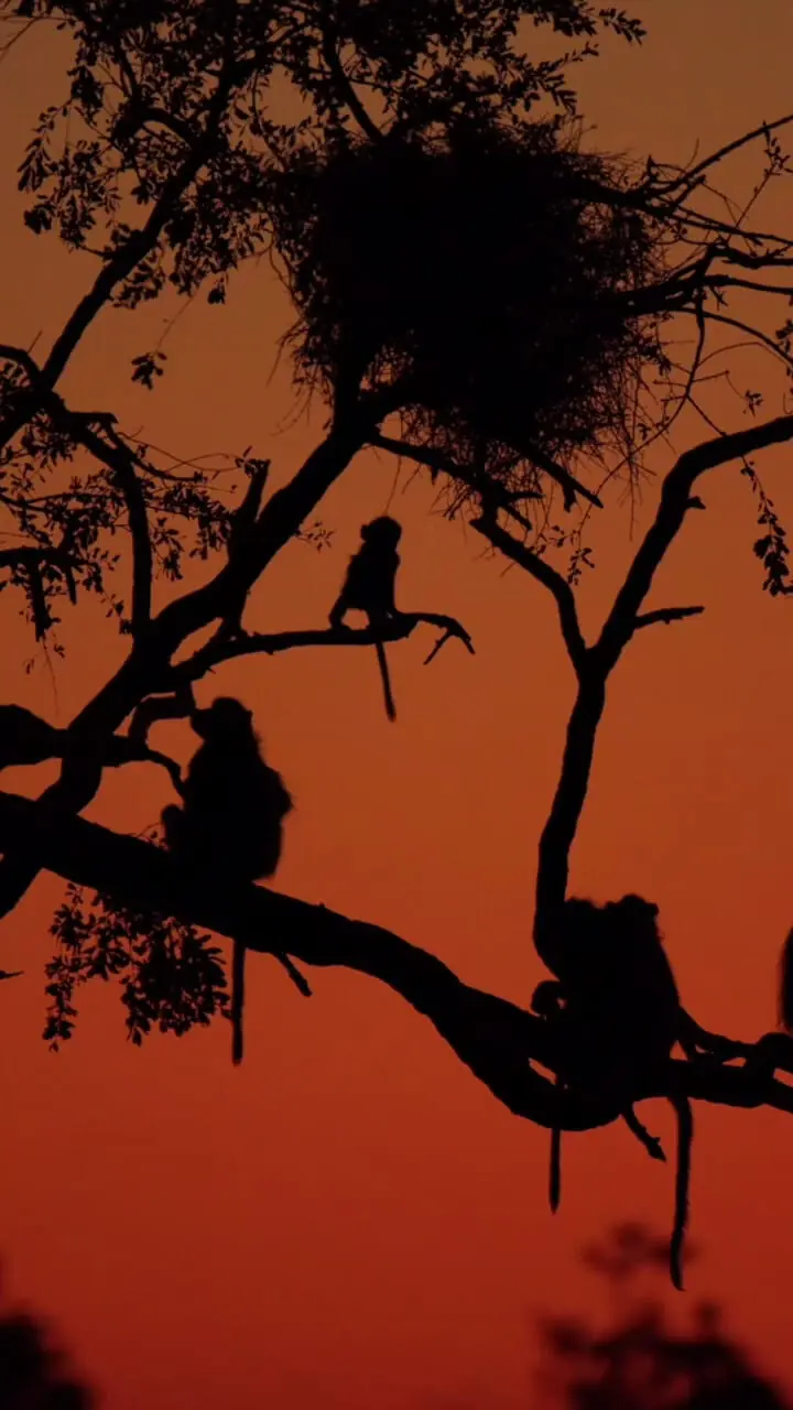 شکوه طبیعت در آفریقا؛ حیات‌وحشی که جهان را مسحور کرده + فیلم