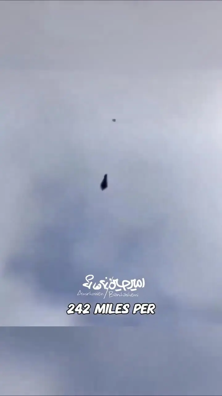 وقتی شاهین شیرجه می‌زند؛ حمله‌ای مرگبار با سرعت گلوله + فیلم