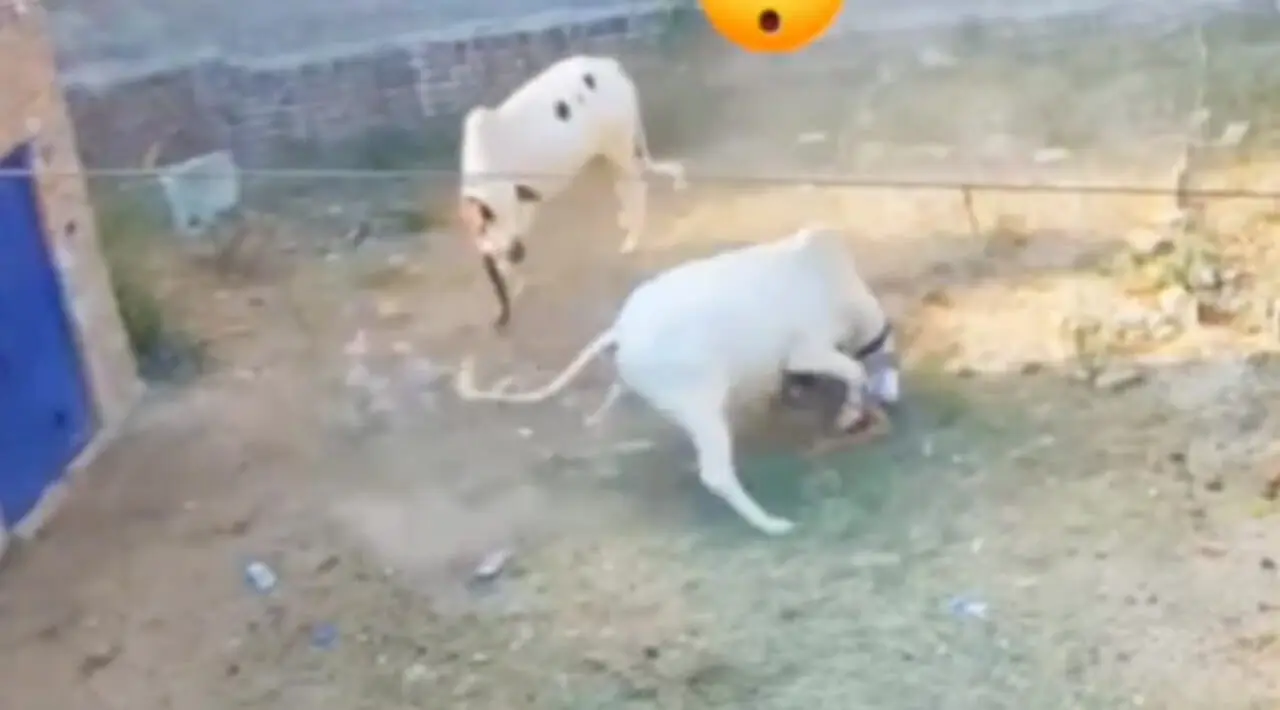 دو گاو و یک پیرمرد / صحنه‌ای تکان‌دهنده که همه را شوکه کرد + فیلم