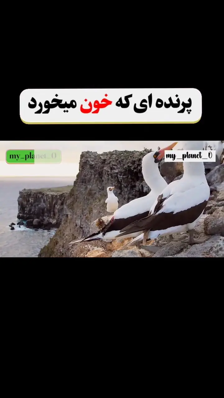 سهره قناری، پرنده‌ای کوچک اما خون‌خوار + فیلم