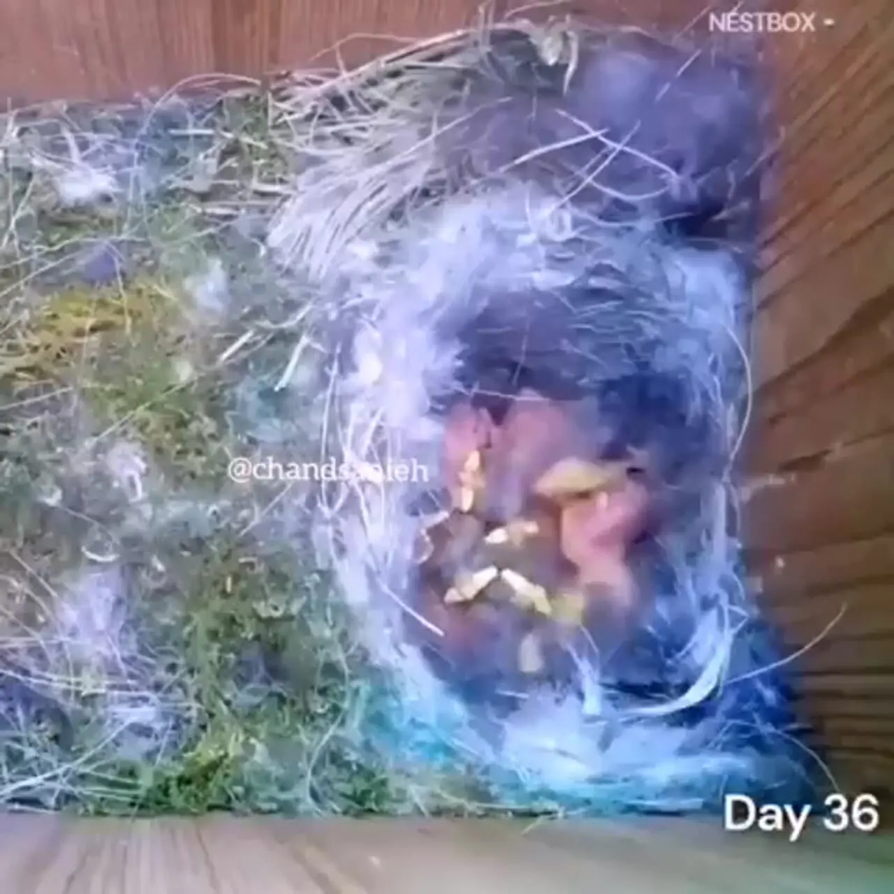 مراحل شگفت‌انگیز رشد جوجه از تخم تا پرگرفتن + فیلم