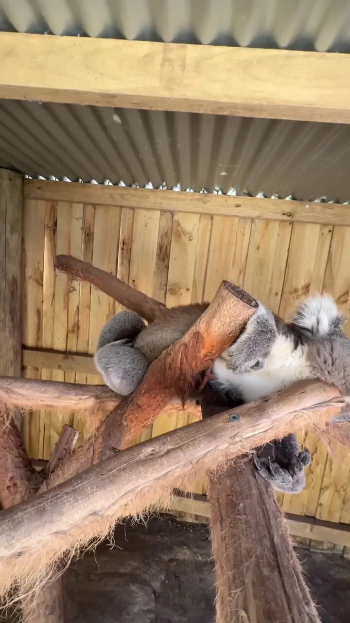 کوالایی که انگار هیچ‌چیز بیدارش نمی‌کند؛ خواب سنگین و تماشایی + فیلم