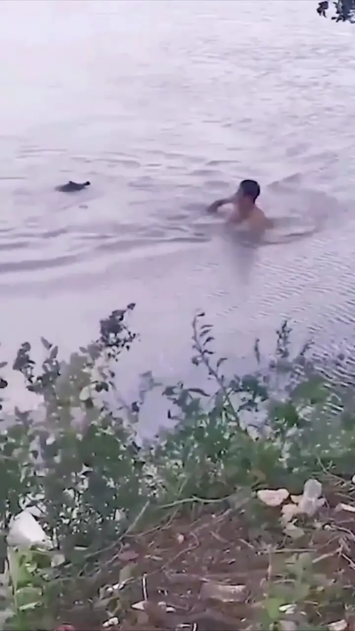 شنا در آب‌های مرگبار؛ حمله تمساح به مرد شناگر خبرساز شد + فیلم