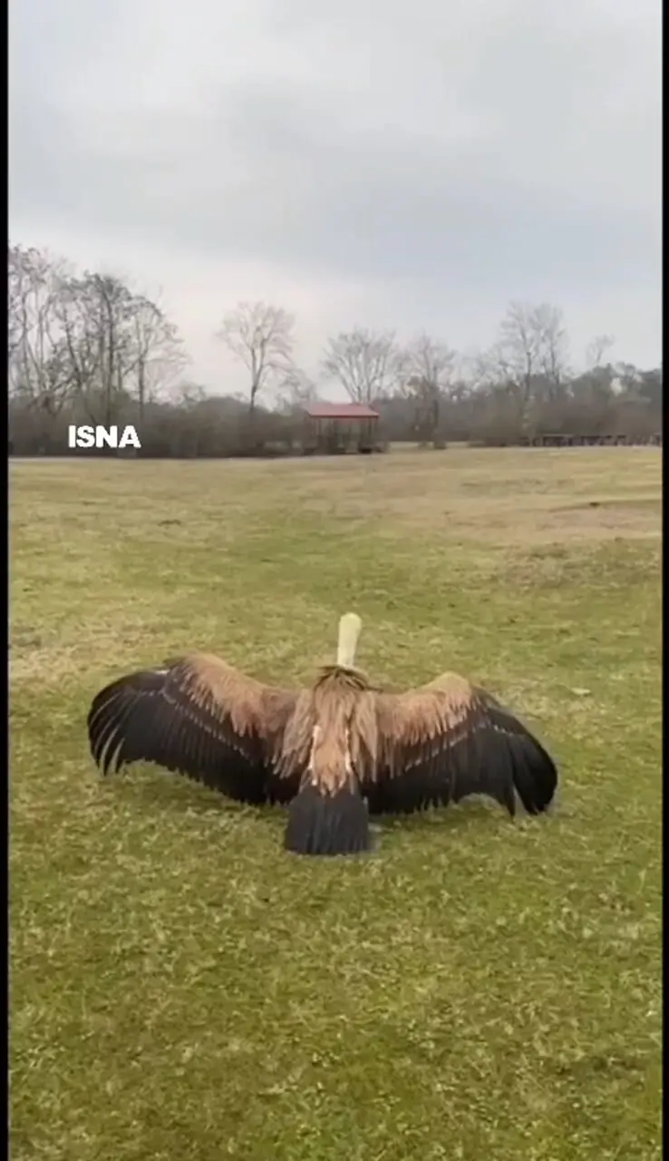 فیلم / رهاسازی یک کرکس ارزشمند در منطقه حفاظت شده لیسار