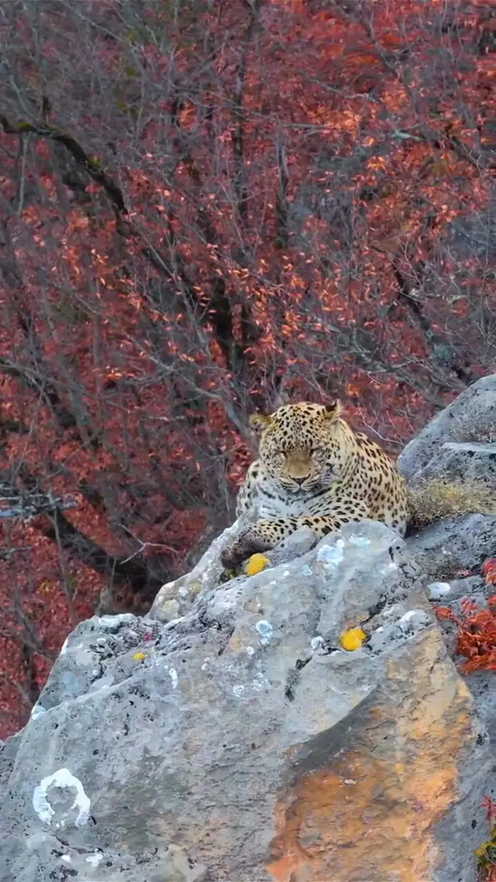 پلنگ کیاسر؛ نگین وحشی جنگل‌های مازندران + فیلم