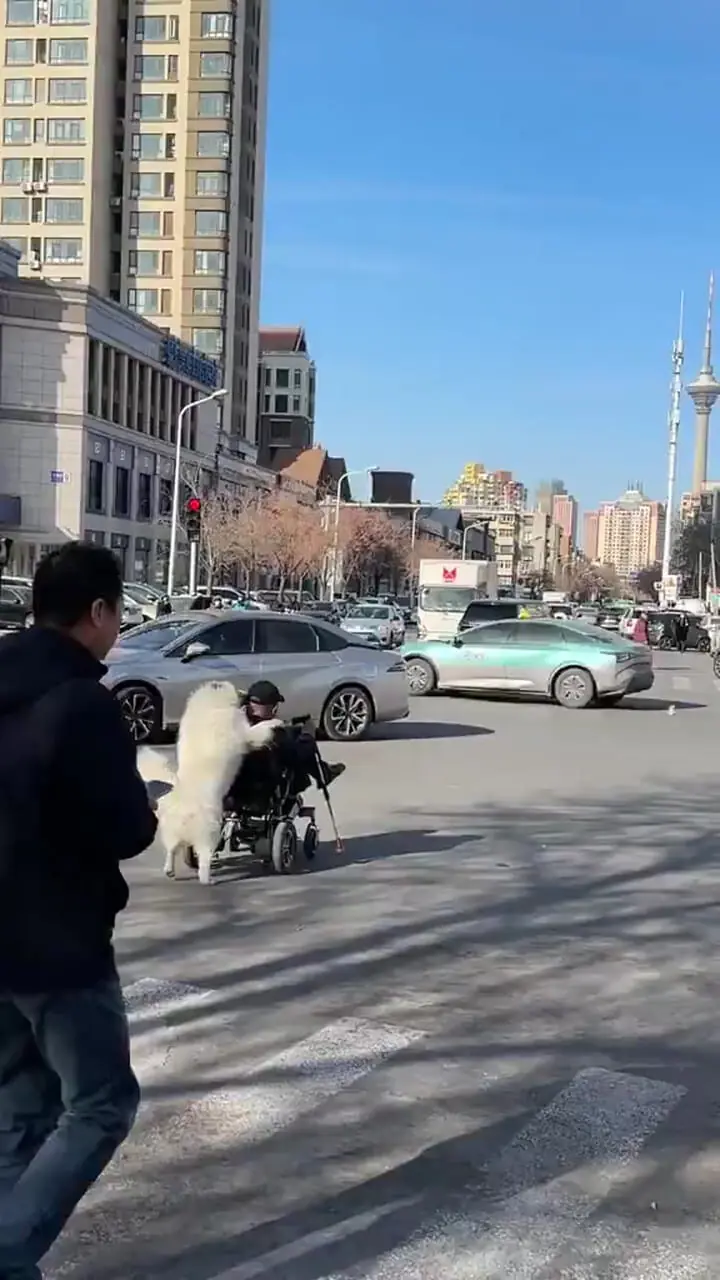 فیلم کمک دیدنی سگ به پیرمرد ویلچرنشین در خیابان