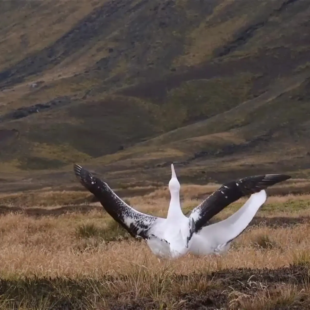 فیلم رقص هماهنگ و دیدنی آلباتروس های عاشق