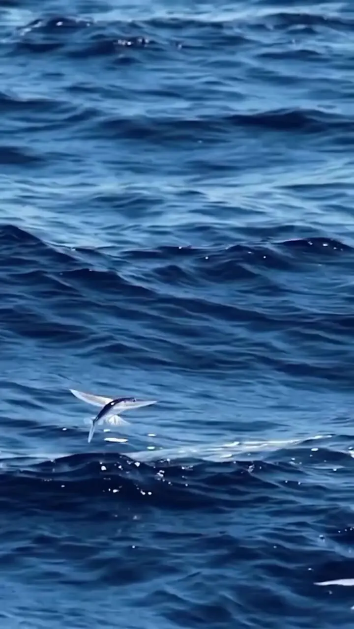 فیلم توانایی خاص ماهی پرنده در حرکت روی آب