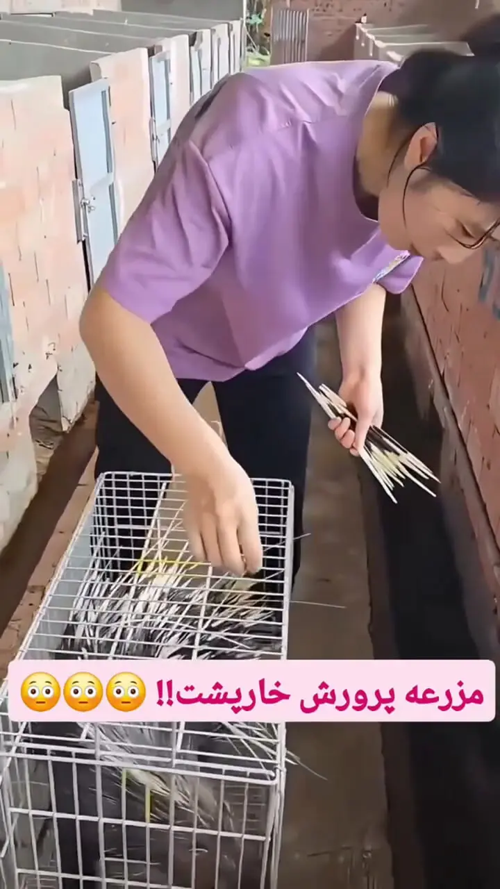 فیلم اقدامی جالب برای نجات جوجه تیغی