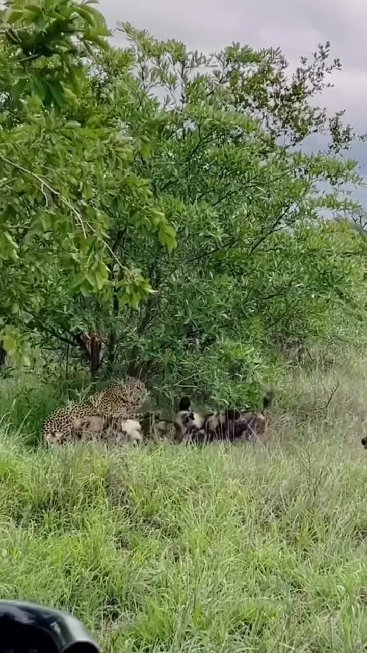 فیلم درگیری مرگبار سگ های وحشی با پلنگ
